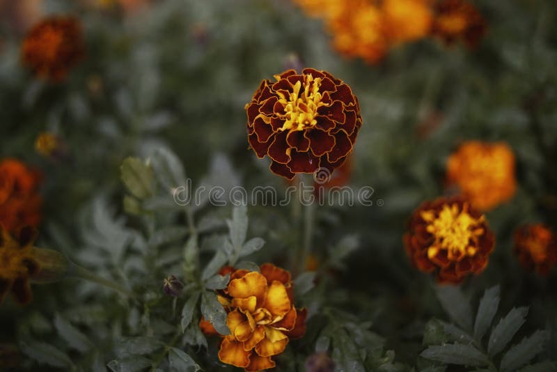 rött abstrakt begrepp för textur för makro för blommaringblommanärbild fotografering för bildbyråer rött abstrakt begrepp för textur för makro för blommaringblommanärbild fotografering för bildbyråer