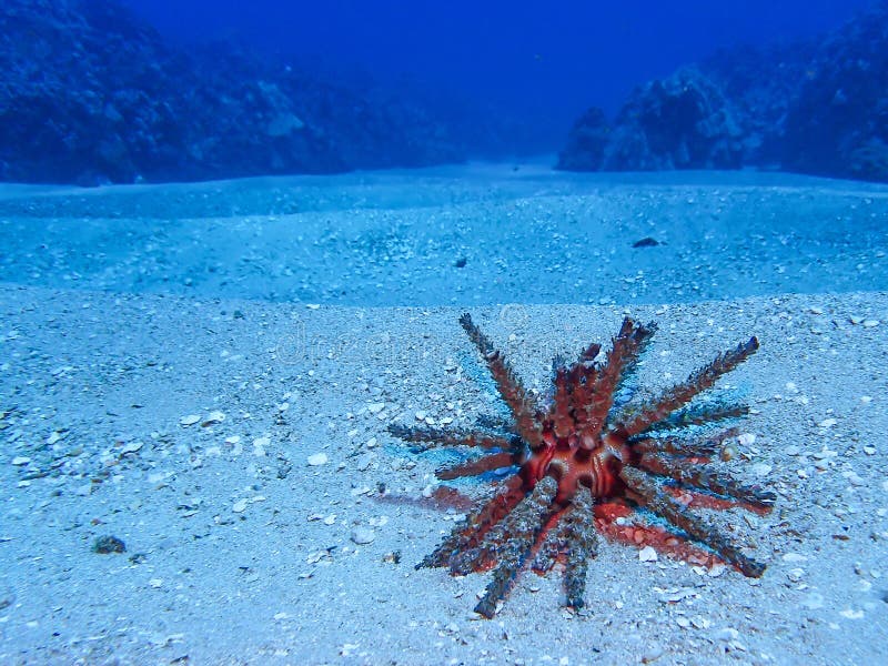 Red slate pencil sea urchin close up sitting on sandy ocean floor with deep blue background. Red slate pencil sea urchin close up sitting on sandy ocean floor with deep blue background