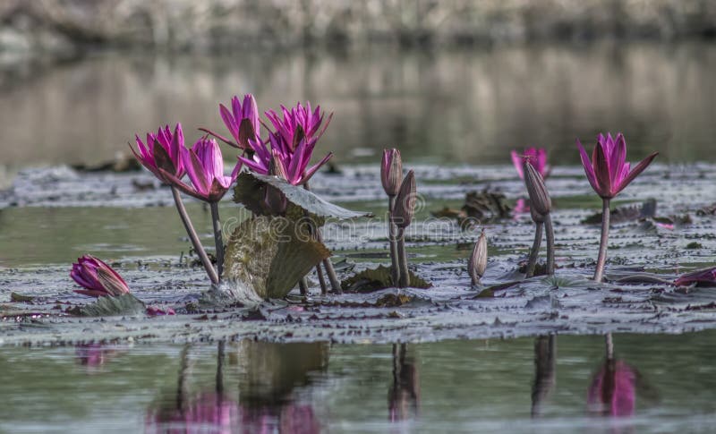 Rött ljuslotusblommablom arkivbilder Rött ljuslotusblommablom arkivbilder