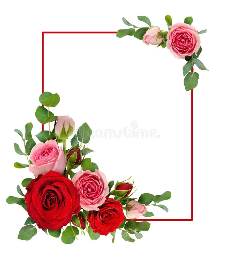 Rött och rosa steg blommor med eukalyptussidor i en hörnarr vektor illustrationer Rött och rosa steg blommor med eukalyptussidor i en hörnarr vektor illustrationer