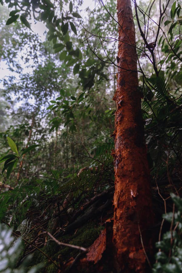 Rött skällträd av syzygiumen Gratum i skogen royaltyfri fotografi Rött skällträd av syzygiumen Gratum i skogen royaltyfri fotografi