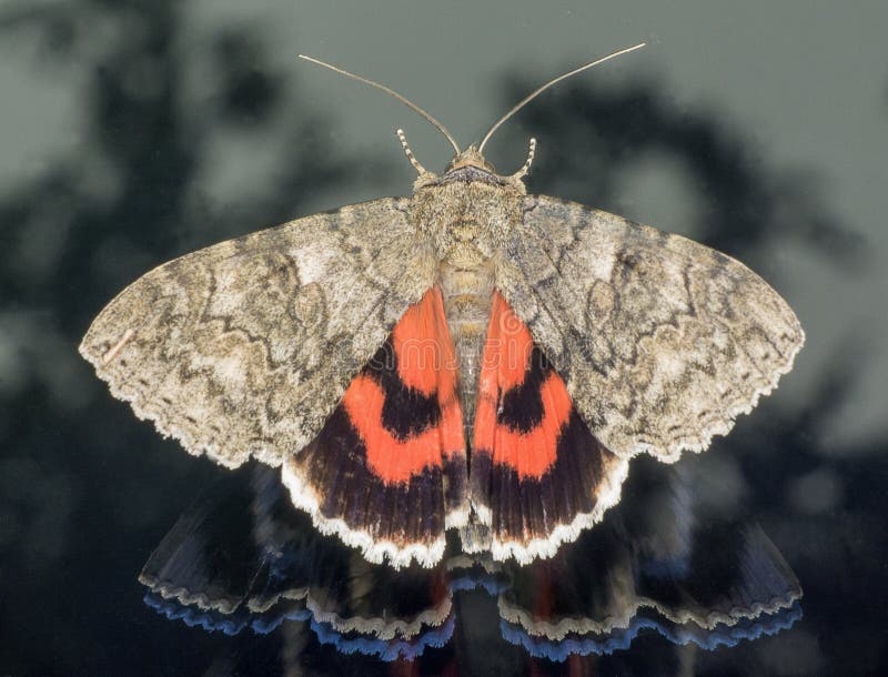 Rött Underwing sammanträde på fönster och se ut arkivbilder Rött Underwing sammanträde på fönster och se ut arkivbilder