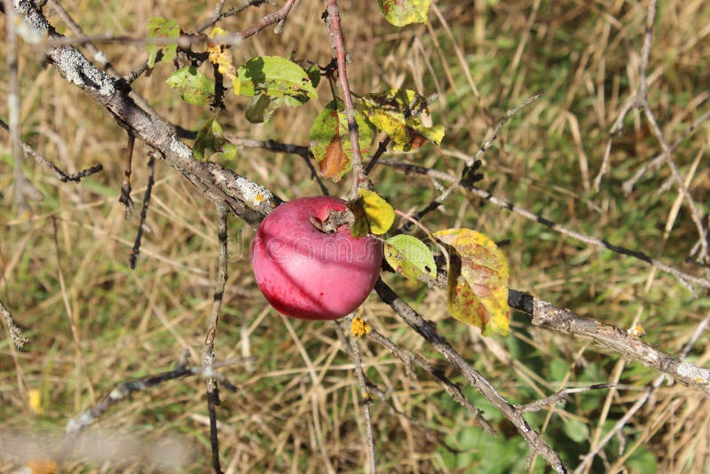 Rött äpple på filial royaltyfri bild Rött äpple på filial royaltyfri bild