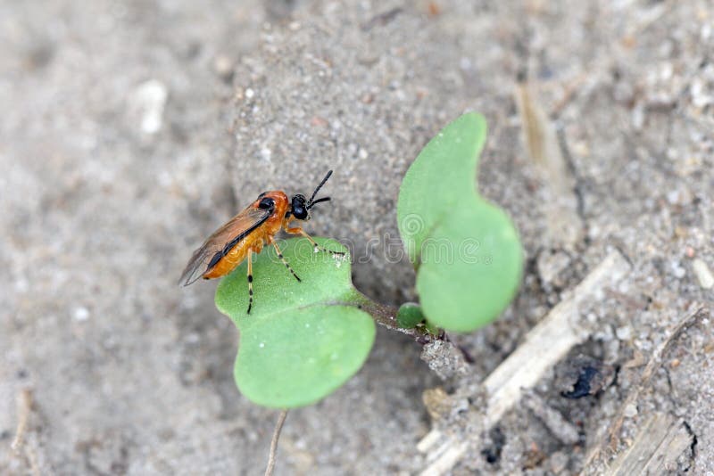 Rübensägewespe athalia rosae colibri oder auf einer jungen Rapssamenanlage. Geißeln des Rapssamensenfkohls und anderer Einrichtungen.