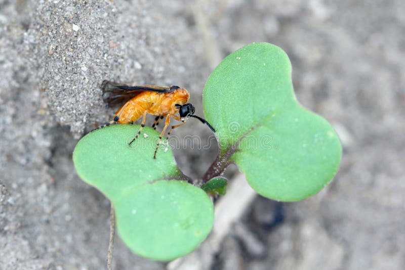 Rübensägewespe athalia rosae colibri oder auf einer jungen Rapssamenanlage. stockbild