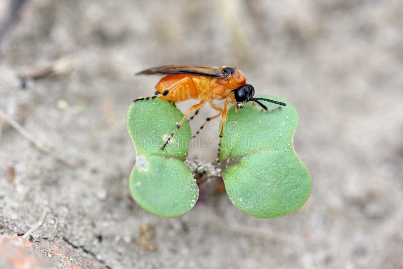 Rübensägewespe athalia rosae colibri oder auf einer jungen Rapssamenanlage. stockbild