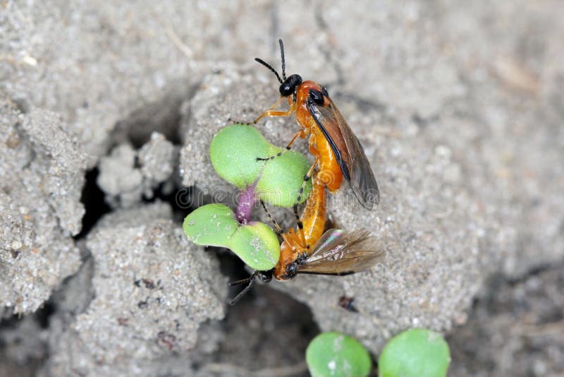 Rübensägewespe athalia rosae colibri oder auf einer jungen Rapssamenanlage. lizenzfreies stockbild