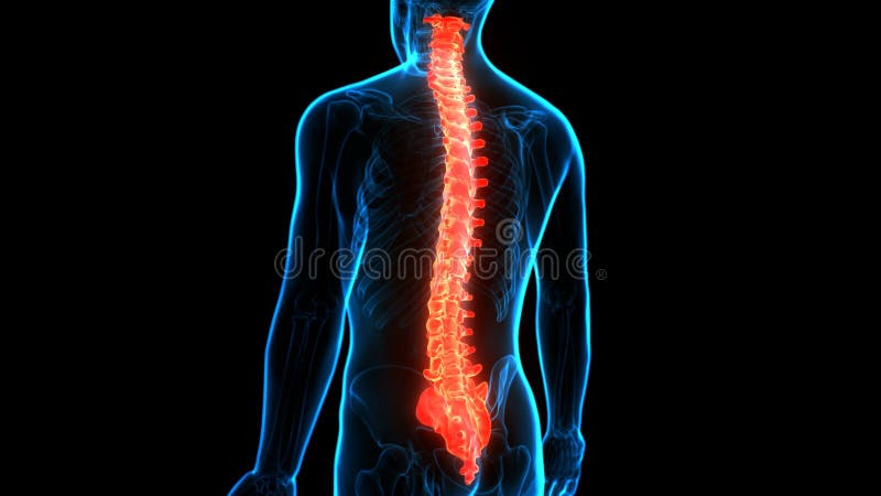 Rückenmarkwirbelsäule des menschlichen Skelettsystem-Anatomieanimationskonzeptes