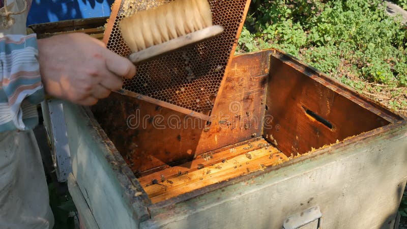 Rüttelnd, ernten die Bienen von einem Rahmen in den Bienenstock während des Honigs