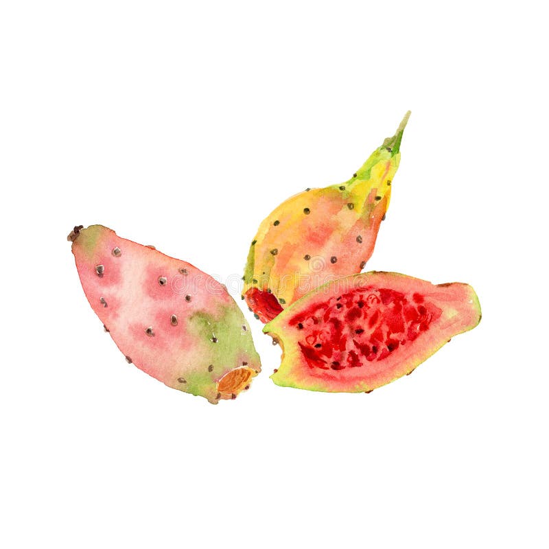 Rączkowe akwarele ilustracja opuntia ficus indica fruit lub prickly gruszka lub tuńczyk Pastelowy zestaw indyjskich royalty ilustracja