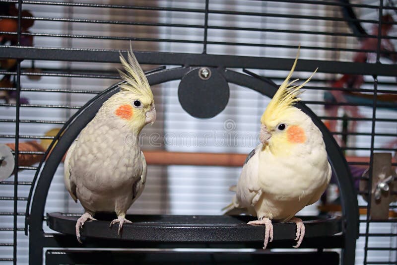 ręce cockatiels para hodowane zdjęcia royalty free ręce cockatiels para hodowane zdjęcia royalty free