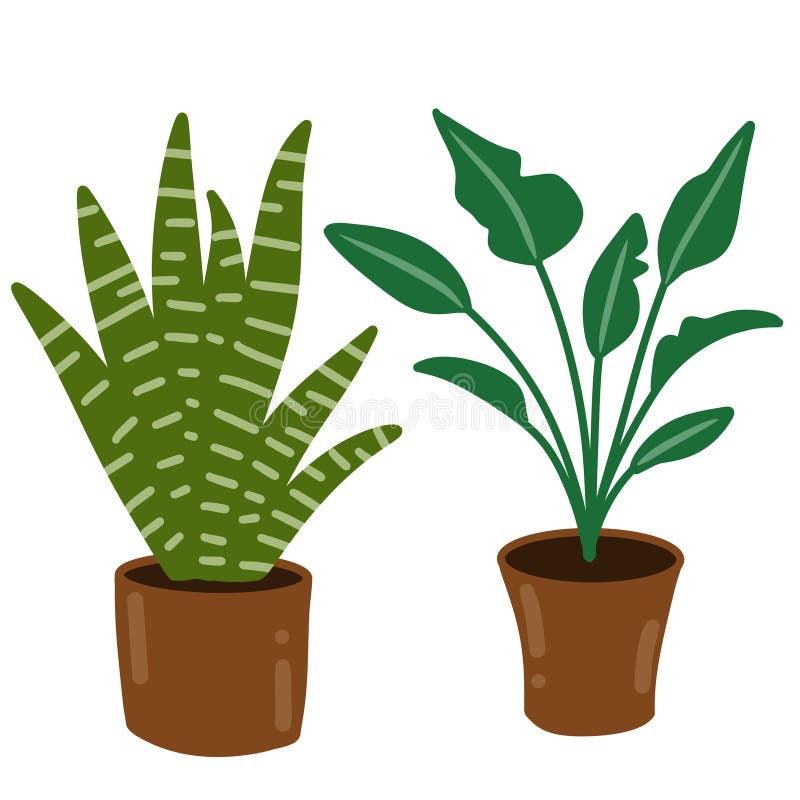 Ręczne rysowanie elementów ilustracyjnych minimalistycznego palm sanseviera snakera ficus. beżowy ilustracja wektor