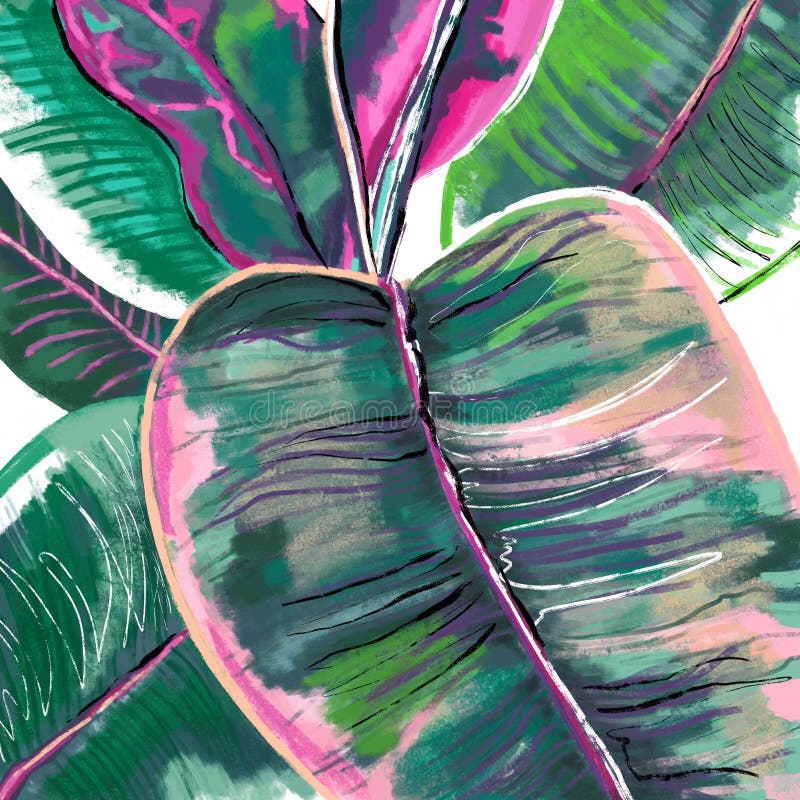 Ręcznie narysowana botaniczna ilustracja liści ficus elastica belize w zielonym różowym fioletowym kolorze. druk sztuki botaniczne royalty ilustracja