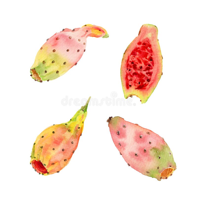 Ręcznie wyciągany zestaw do ilustracji akwareli opuntia ficus indica fruit lub prickly gruszka lub tuńczyk Pastelowy kolor cztere ilustracji