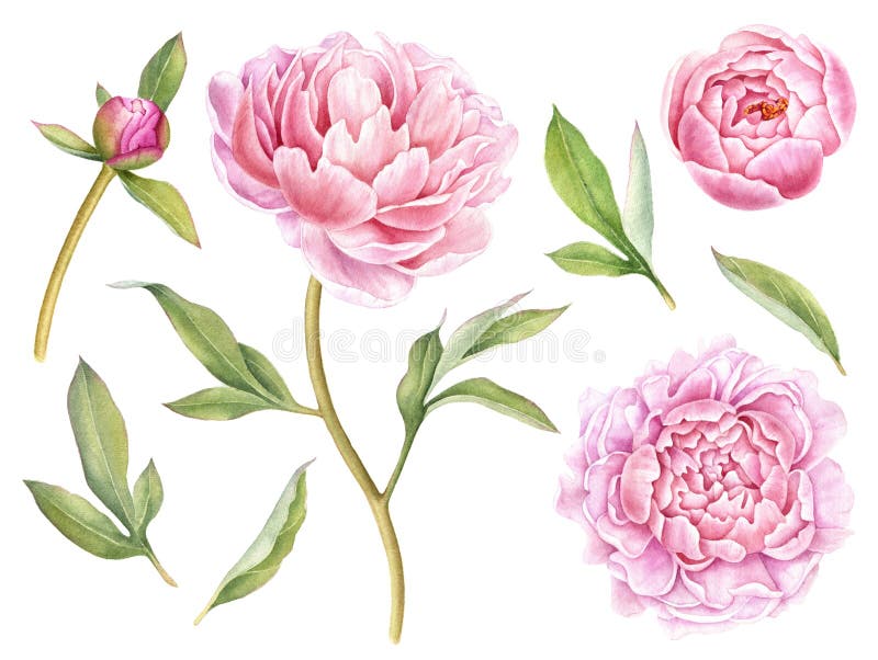 Ręka malujący kwieciści elementy inkasowi Akwareli botaniczna ilustracja peonia, pączkuje i opuszcza ilustracja wektor Ręka malujący kwieciści elementy inkasowi Akwareli botaniczna ilustracja peonia, pączkuje i opuszcza ilustracja wektor