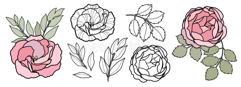 Ręka remisu linii wektoru kwiaty ustawiają dla karty Peonia, różana ilustracja Kwiecisty loga projekt ilustracji Ręka remisu linii wektoru kwiaty ustawiają dla karty Peonia, różana ilustracja Kwiecisty loga projekt ilustracji