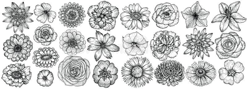 Hand drawn flowers, vector illustration. Big set of different types garden flowers in sketch style. Hand drawn flowers, vector illustration. Big set of different types garden flowers in sketch style.