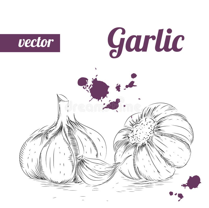Ręka rysujący nakreślenie stylu czosnek Rocznika eco karmowa wektorowa ilustracja Dojrzały czosnek ilustracji Ręka rysujący nakreślenie stylu czosnek Rocznika eco karmowa wektorowa ilustracja Dojrzały czosnek ilustracji