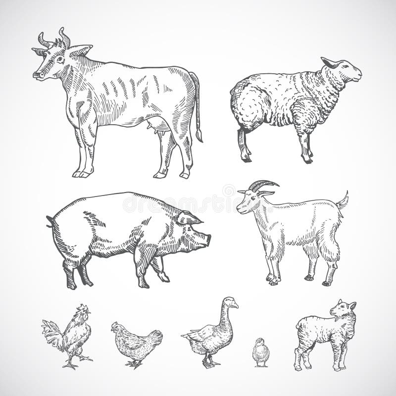 Ręka Rysujący zwierze domowy Ustawiający Kolekcja świni, krowy, kózki, baranka i ptaków sylwetki, Grawerować Stylowych rysunki ilustracja wektor
