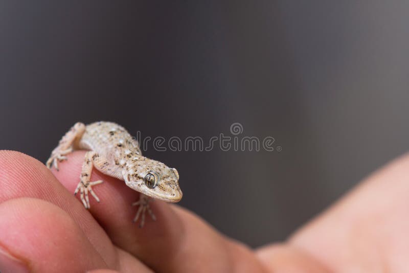Ręka Trzyma Małej Ciekawej jaszczurki fotografia royalty free
