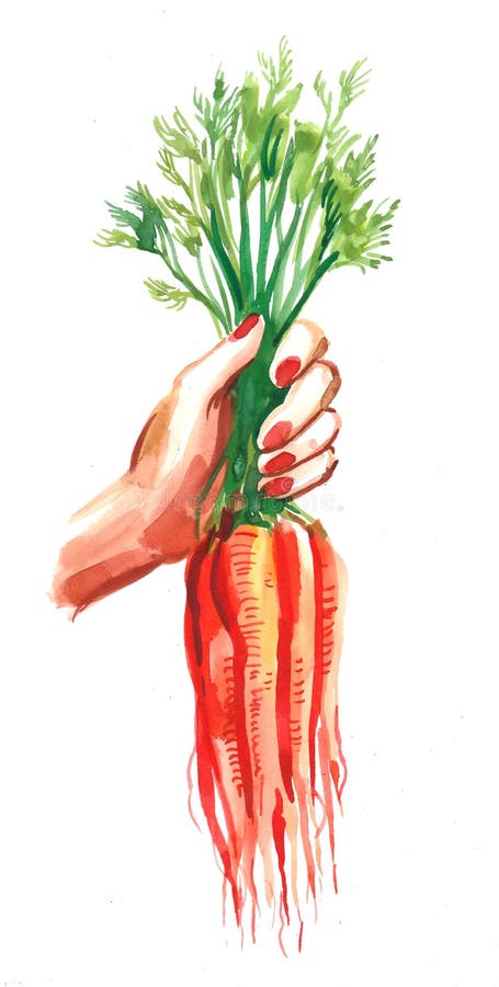 Ręka z wiązką marchewki ilustracji Ręka z wiązką marchewki ilustracji