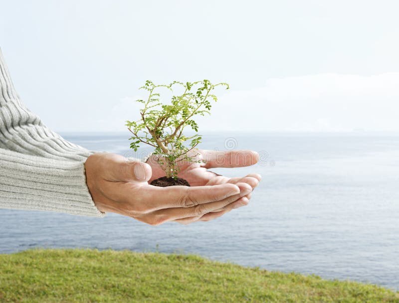 Tree in palm of hand with nature background. Tree in palm of hand with nature background