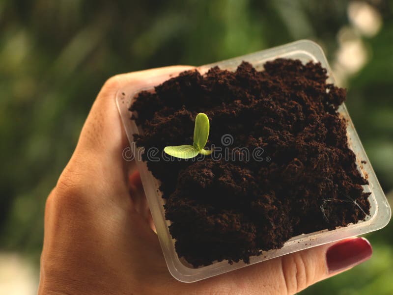 Ręki mienia kwadrata Plastikowa filiżanka kwiatu ziarna dorośnięcie w kawie - Naturalny Zielony tło obrazy royalty free Ręki mienia kwadrata Plastikowa filiżanka kwiatu ziarna dorośnięcie w kawie - Naturalny Zielony tło obrazy royalty free