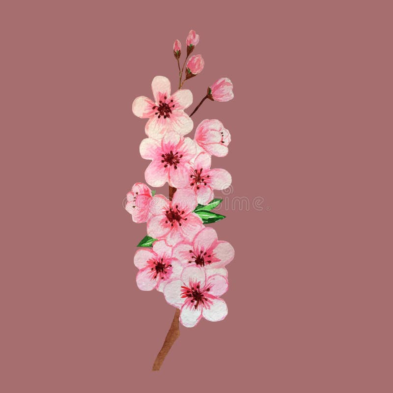 Ręki tonięcia akwareli Sakura gałąź na różowym tle royalty ilustracja Ręki tonięcia akwareli Sakura gałąź na różowym tle royalty ilustracja