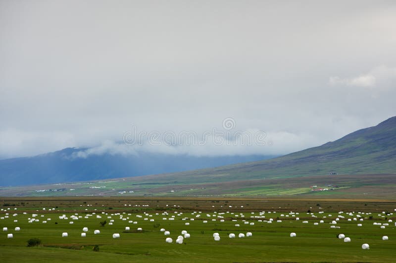 Rżnięta trawa przygotowywa dla zima magazynu na polach, Iceland fotografia stock Rżnięta trawa przygotowywa dla zima magazynu na polach, Iceland fotografia stock
