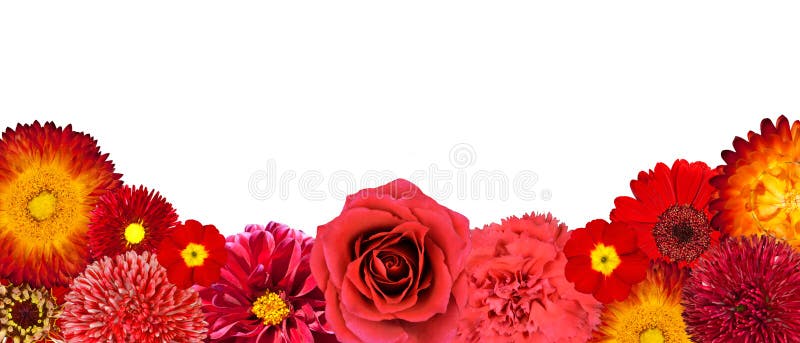 Sélection De Fleurs De Ligne Rouge En Bas Photo stock - Image du beau,  isolement: 25288998
