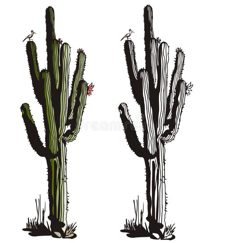 Vetores de Jogo Do Vetor Do Cacto Preto E Branco Bonito Do Esboço Isolado  No Fundo Branco Família Cactus Ilustração Desenhada Mão Da Tinta Linha  Desenho Decoração Home Ilustração Do Vetor Esboços