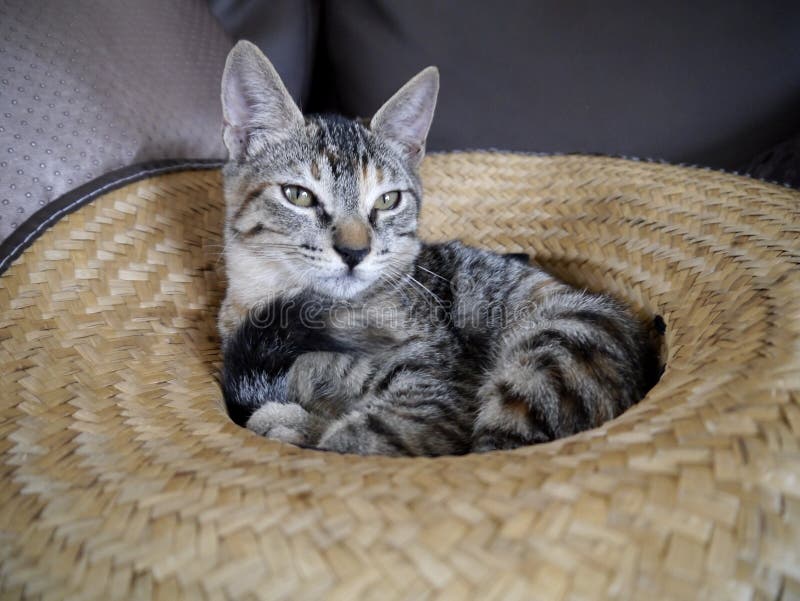 stockfoto süße kleine graue katzen image