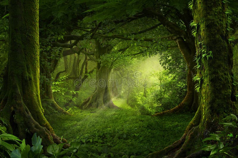 713 508 Dschungel Fotos Kostenlose Und Royalty Free Stock Fotos Von Dreamstime
