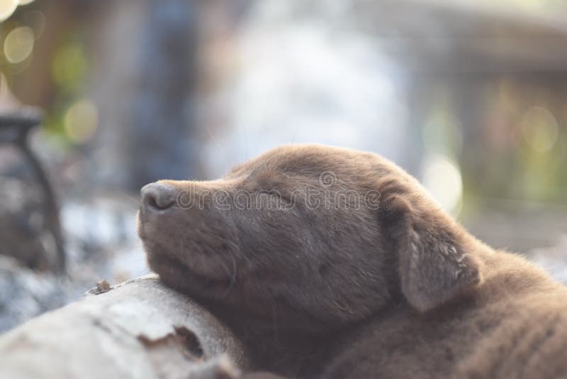 Traum des Hundes stockfoto. Bild von brut, gewissenhaftigkeit 77792610