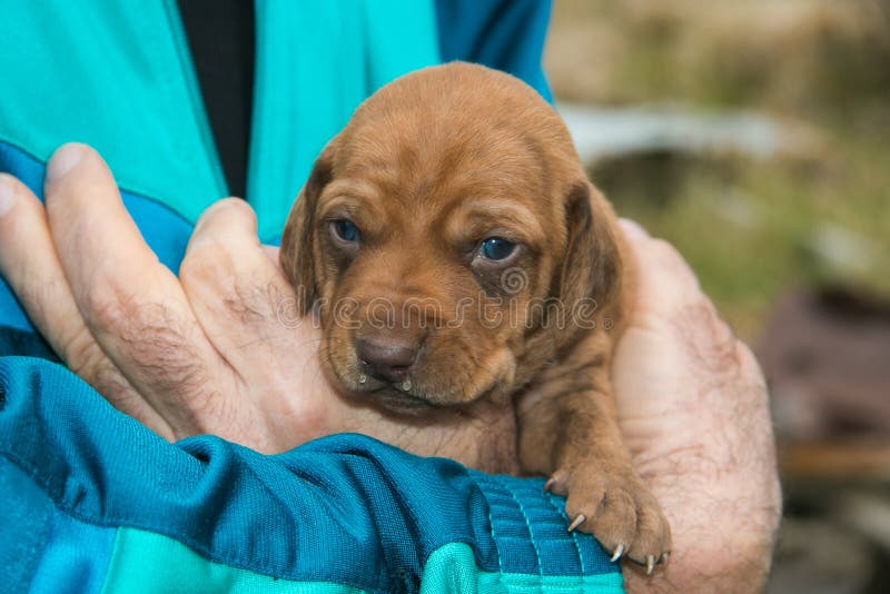 Segugio Maremmano Hund stockfoto. Bild von stellring 18552504