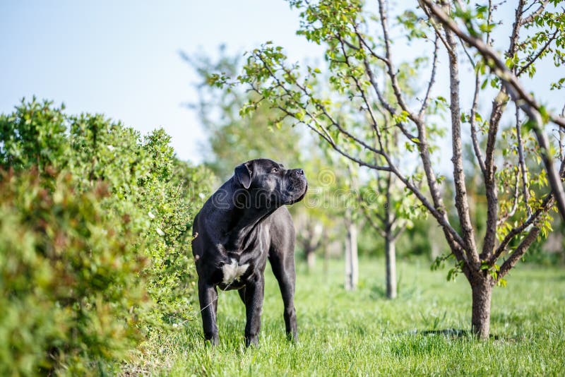 Ein Südafrikanischer Boerboel Hund Stockfoto Bild von adorable