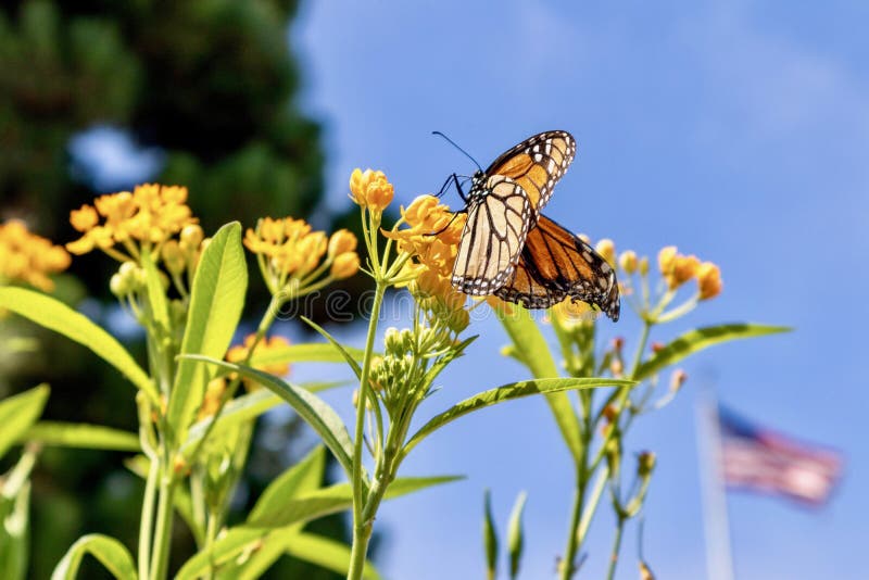 Monarch Butterfly on milkweed royalty free stock photos Monarch Butterfly on milkweed royalty free stock photos