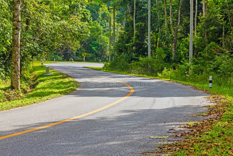 S curve road in forest