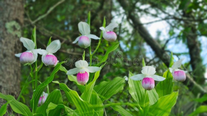 S-deslizadores llamativos del ` de la señora - reginae del Cypripedium - flor de estado de Minnesota imágenes de archivo libres de regalías S-deslizadores llamativos del ` de la señora - reginae del Cypripedium - flor de estado de Minnesota imágenes de archivo libres de regalías
