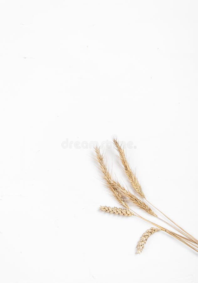 S?desslag?ron p? en vit bakgrund Vete- och r?g?ron ovanf?r sikt royaltyfria foton S?desslag?ron p? en vit bakgrund Vete- och r?g?ron ovanf?r sikt royaltyfria foton