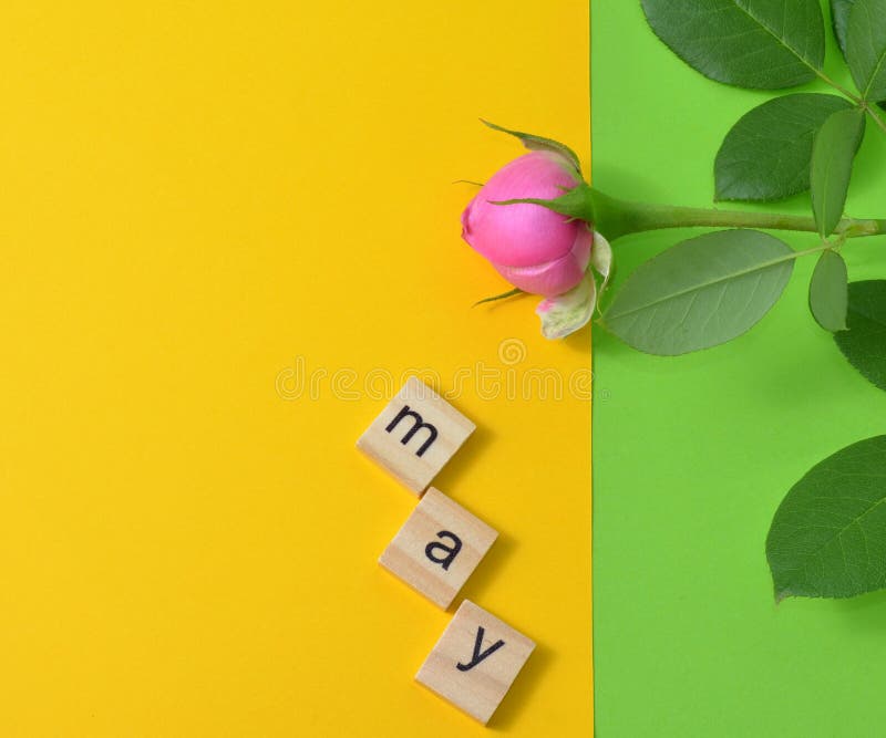 S'est levé sur un fond vert. Le mois de peut est écrit en lettres en bois. Le calendrier. Ressort. Fleurs. Le rose a monté sur fond jaune est écrit en lettres en bois.