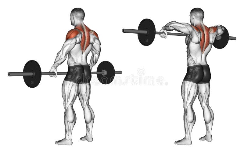 s'exercer Broche avant d'épaule avec le barbell illustration de vecteur s'exercer Broche avant d'épaule avec le barbell illustration de vecteur