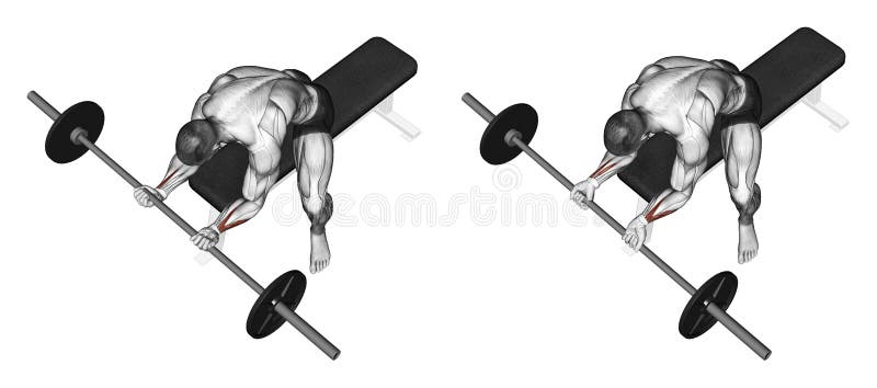 s-exercer-flexion-du-poignet-avec-un-undergrip-de-barbell-illustration