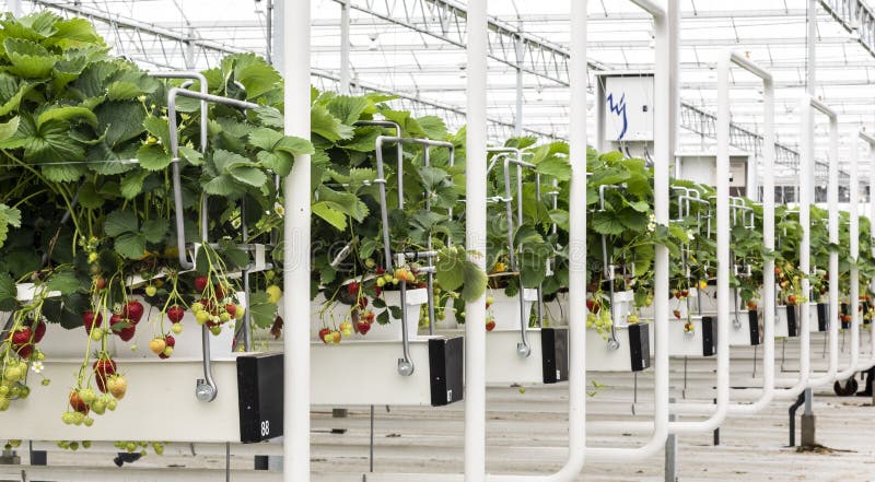 Strawberry Greenhouse at Gravenzande Westland stock images Strawberry Greenhouse at Gravenzande Westland stock images