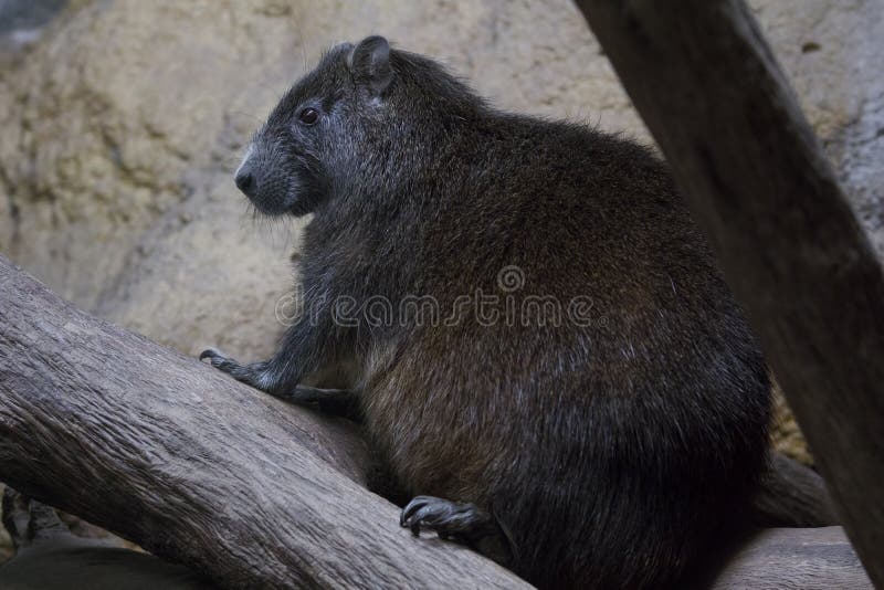 ` S Hutia Desmarest в темноте стоковая фотография rf ` S Hutia Desmarest в темноте стоковая фотография rf
