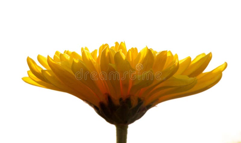 Yellow Flower Petals against white backdrop