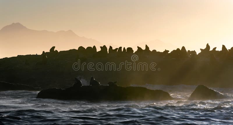 's Morgens Seascape De kolonie van zeehonden op het rotsachtige eiland Grote golven met spetters die breken op een rotsachtig eil royalty-vrije stock foto's 's Morgens Seascape De kolonie van zeehonden op het rotsachtige eiland Grote golven met spetters die breken op een rotsachtig eil royalty-vrije stock foto's