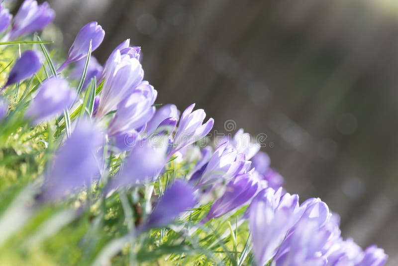 It`s purple, it is small, it`s smells Wonderfull... spring is coming! royalty free stock photo It`s purple, it is small, it`s smells Wonderfull... spring is coming! royalty free stock photo