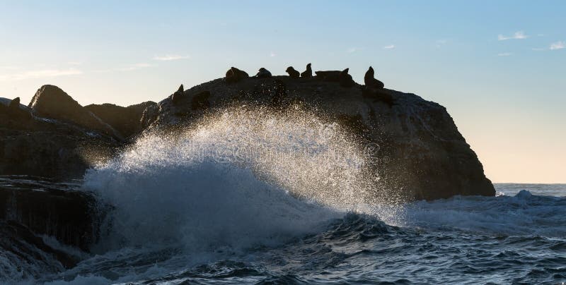 Saacape van stormochtend De kolonie van zeehonden op het rotsachtige eiland in de oceaan Golven breken in spuitwater op een steen stock foto Saacape van stormochtend De kolonie van zeehonden op het rotsachtige eiland in de oceaan Golven breken in spuitwater op een steen stock foto