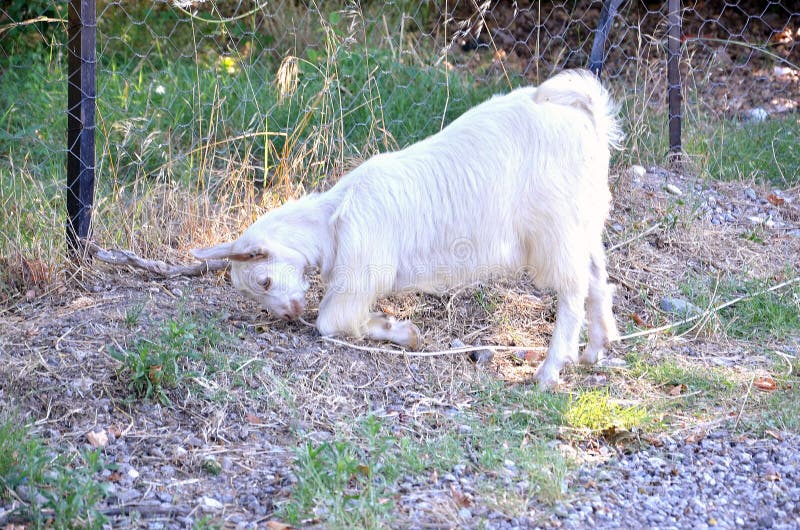 Goat Knees Stock Photos Free & RoyaltyFree Stock Photos from Dreamstime